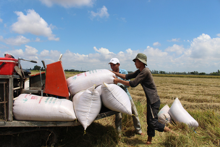 Tạm ngưng ký hợp đồng xuất khẩu gạo mới, hợp đồng đã ký sẽ xem xét cụ thể - Ảnh 1.