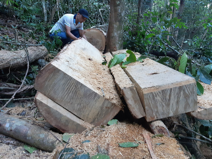 Lâm tặc xẻ gỗ ngay trong rừng phòng hộ đầu nguồn - Ảnh 3.