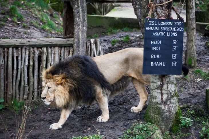 Đóng cửa vì COVID-19, sở thú London chật vật chăm sóc 18.000 động vật - Ảnh 1.