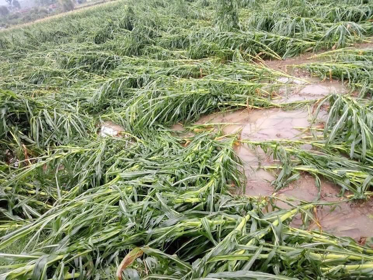 Hàng loạt nhà bay nóc, Mộc Châu tan hoang sau cơn dông lúc nửa đêm - Ảnh 6.