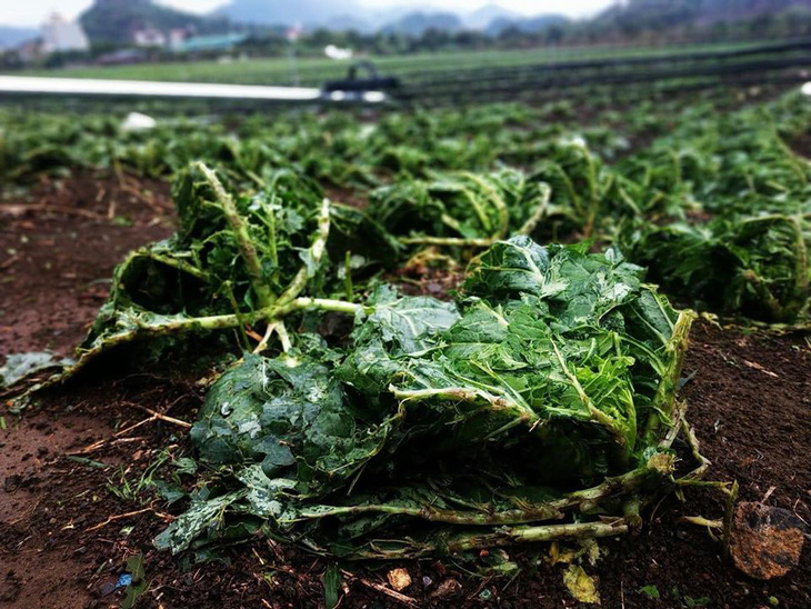 Hàng loạt nhà bay nóc, Mộc Châu tan hoang sau cơn dông lúc nửa đêm - Ảnh 7.