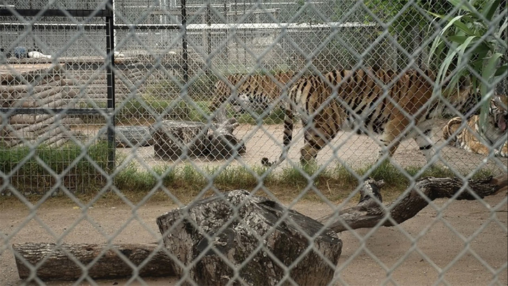 Tiger King - Vua hổ: Lật tẩy thế giới của những tay nuôi thú - Ảnh 3.