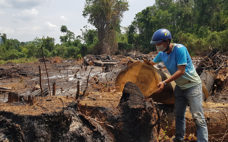 "Rừng giáp ranh Gia Lai - Đắk Lắk đang bị tàn sát": Gia Lai chỉ đạo báo cáo khẩn
