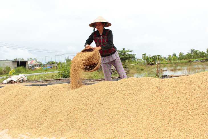 Sau vụ mở tờ khai nửa đêm: Kiến nghị giao hạn ngạch xuất khẩu gạo cho địa phương - Ảnh 2.
