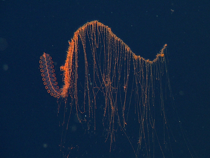 Phát hiện loài vật dài nhất đại dương, gần 50m - Ảnh 2.