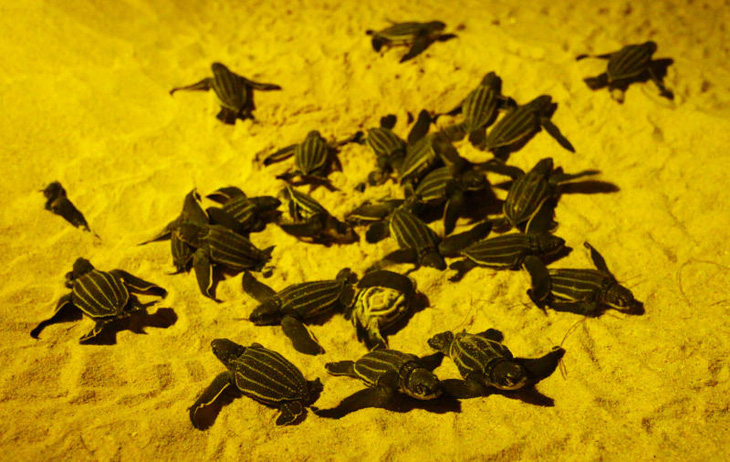 Phát hiện nhiều tổ rùa da quý hiếm trên bãi biển vắng vì COVID-19 - Ảnh 1.