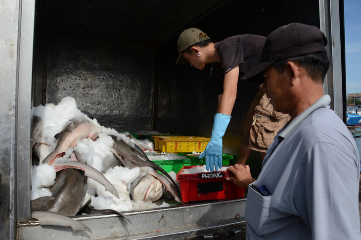 Bình Thuận tăng cường việc chống khai thác hải sản bất hợp pháp - Ảnh 1.
