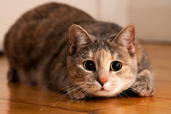 Mèo nhà đã trở thành những thú cưng đầu tiên mắc COVID-19 tại Mỹ? - Ảnh 1.