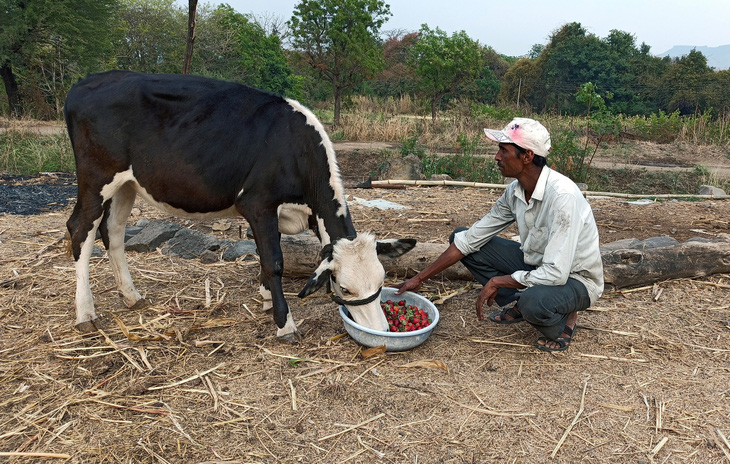 Dâu tây, xà lách phải đổ cho bò ăn vì COVID-19 - Ảnh 1.