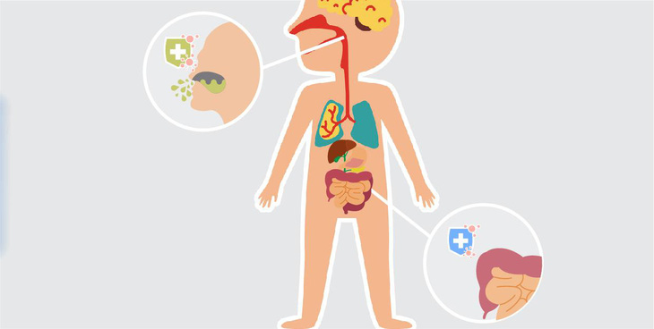 Tăng đề kháng đa kênh bằng Bào tử lợi khuẩn Bacillus - Ảnh 2.