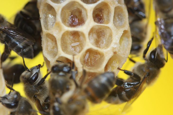 Bí ẩn sinh học ở loài ong mật Nam Phi - Ảnh 1.