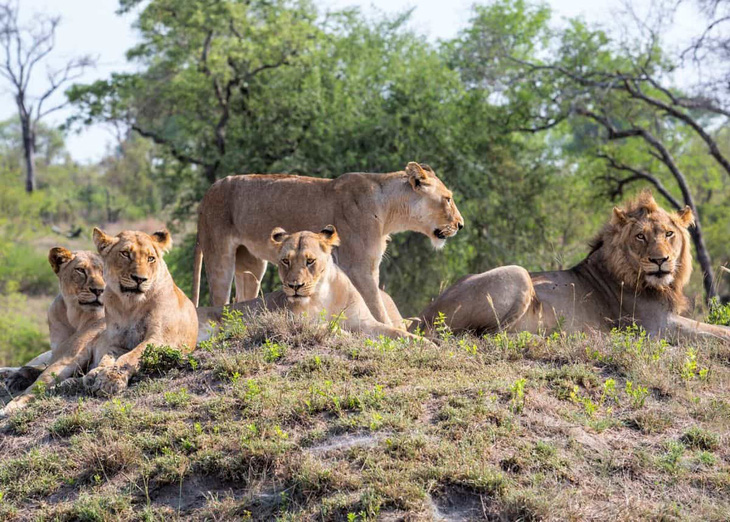 Bắt lại được 7 con sư tử lớn xổng chuồng - Ảnh 1.