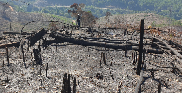 Giám đốc ban quản lý rừng thuê người đốt thực bì rẫy keo, lửa lan ra rừng - Ảnh 3.