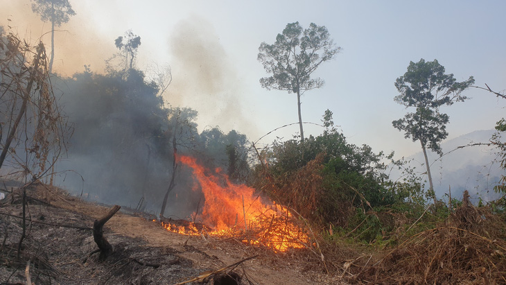 Giám đốc ban quản lý rừng thuê người đốt thực bì rẫy keo, lửa lan ra rừng - Ảnh 2.