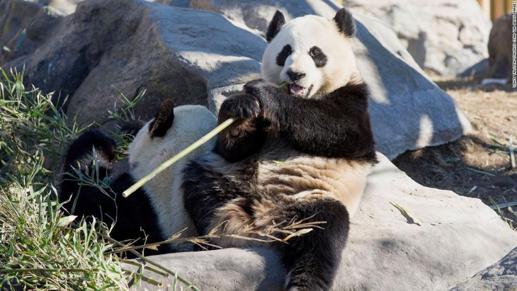 Vườn thú Canada trả gấu trúc về Trung Quốc vì không có đủ tre - Ảnh 1.