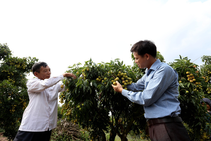 Bộ Nông nghiệp họp trực tuyến với Nhật để thúc đẩy xuất khẩu vải thiều - Ảnh 1.