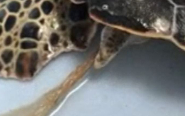 Video: cứu rùa biển nuốt phải nilông dài 30cm