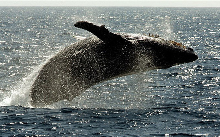 Tưởng đã tuyệt chủng, cá voi lưng gù hồi sinh ngoạn mục