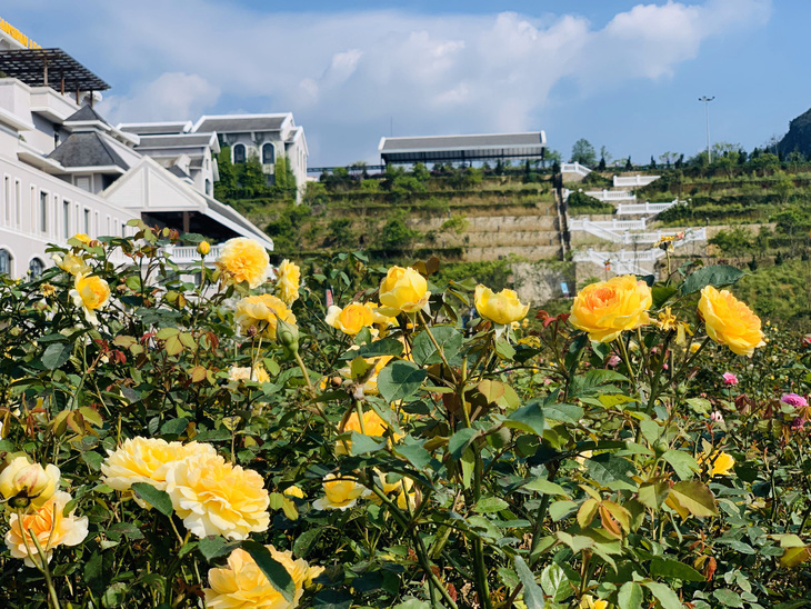 Sa Pa nhận kỷ lục thung lũng hoa hồng lớn nhất Việt Nam - Ảnh 2.
