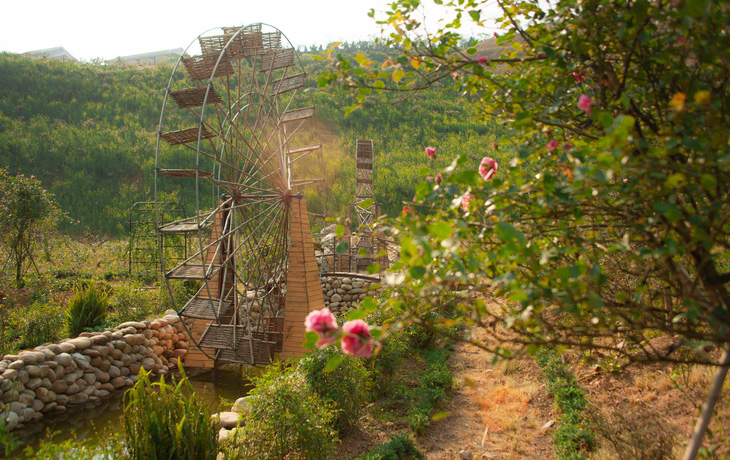 Sa Pa nhận kỷ lục thung lũng hoa hồng lớn nhất Việt Nam - Ảnh 5.