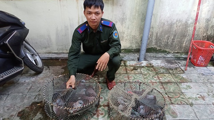 Kiểm lâm Huế giải cứu hơn 20 con chim gầm ghì lưng nâu quý hiếm - Ảnh 1.