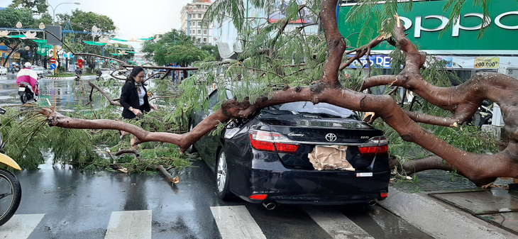 Mưa lớn kèm gió mạnh, hàng loạt cây cối ở Cần Thơ bật gốc - Ảnh 1.