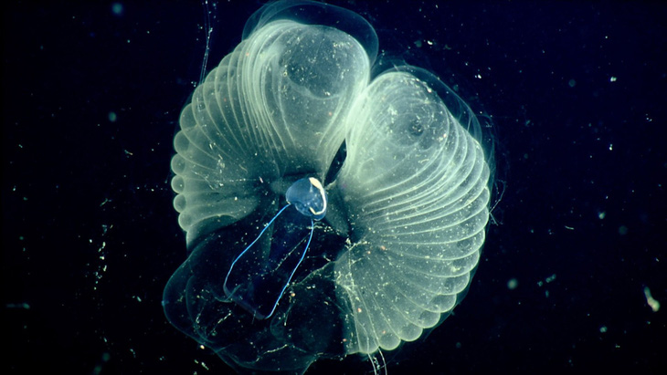 Những sinh vật khổng lồ lọc nước đại dương - Ảnh 2.
