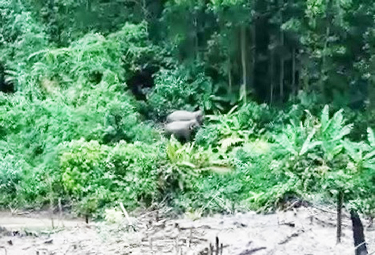 Phát hiện 2 con voi ra bìa rừng ở Quảng Nam tìm thức ăn - Ảnh 2.