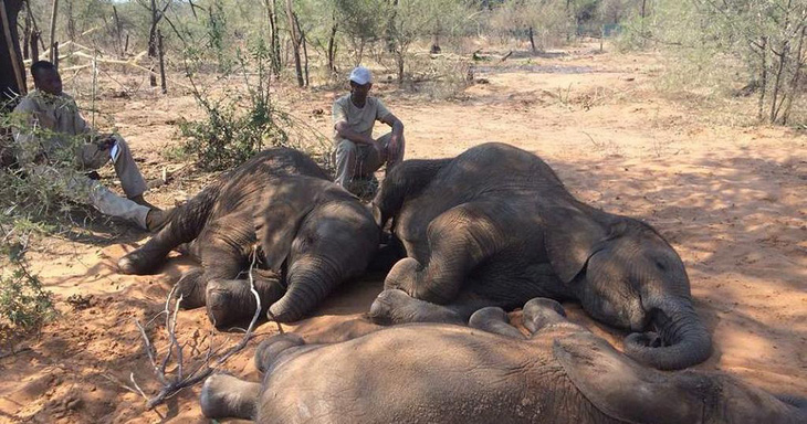 Bí ẩn hơn 150 con voi chết chưa rõ nguyên nhân - Ảnh 1.