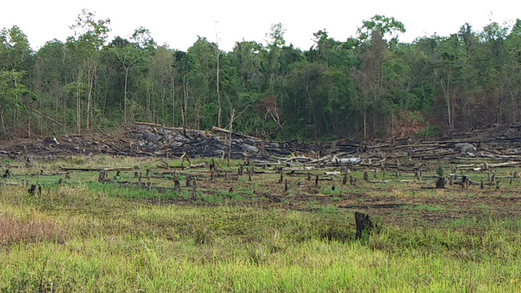 Không khởi tố vụ mất hơn 550 hecta rừng vì không cấu thành tội phạm - Ảnh 1.