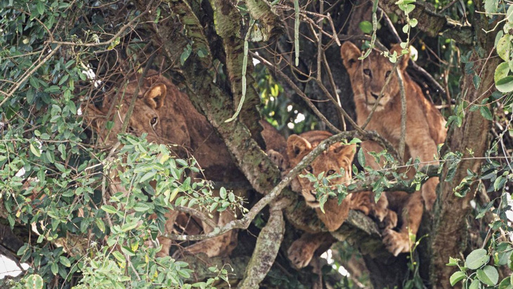 Cảnh tượng hiếm: bầy sư tử kéo nhau ngủ trên cây gai độc - Ảnh 2.