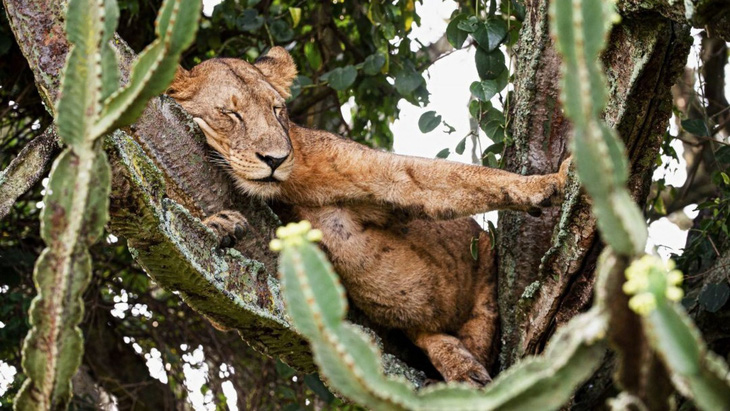 Cảnh tượng hiếm: bầy sư tử kéo nhau ngủ trên cây gai độc - Ảnh 1.