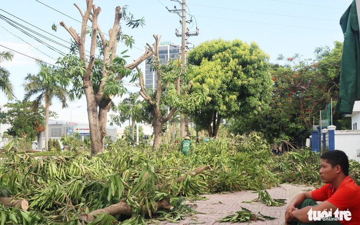 Hàng loạt cây xanh thành phố Vinh bị 