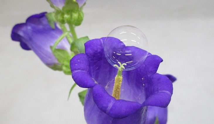 Dùng bong bóng xà phòng thụ phấn cho hoa - Ảnh 1.