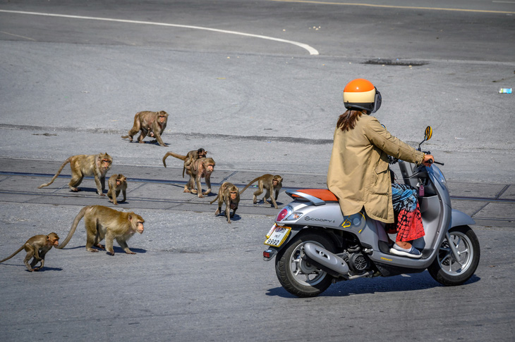 Khỉ hoang quậy vì thiếu thức ăn từ du khách, Thái Lan muốn triệt sản 500 con - Ảnh 2.