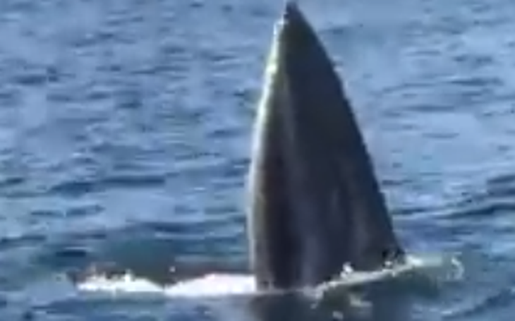 Bất ngờ thấy cá voi lưng gù săn mồi ở vịnh Cam Ranh