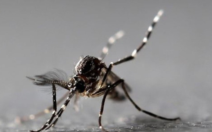 Muỗi chích có làm lây nhiễm virus corona như sốt xuất huyết?