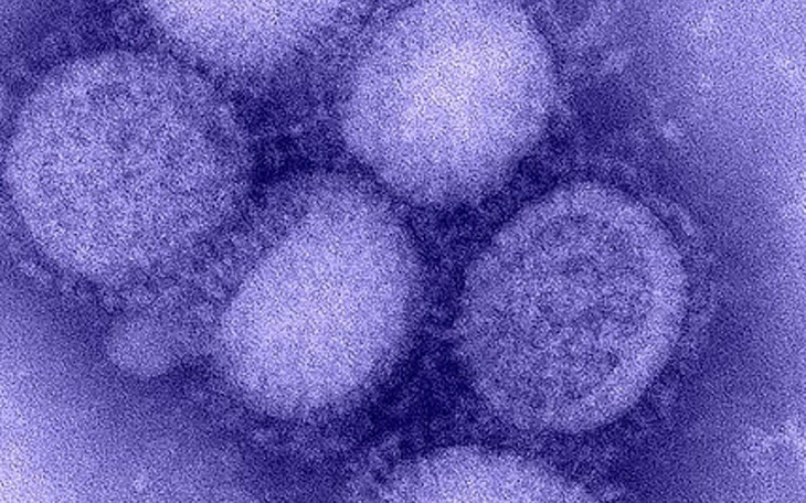 Phát hiện chủng virus cúm mới ở Trung Quốc có thể gây đại dịch