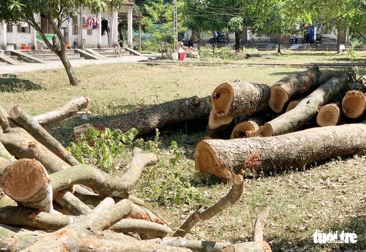 Xà cừ cổ thụ ở sân trường bị đốn trụi không thương tiếc trong nắng nóng - Ảnh 3.