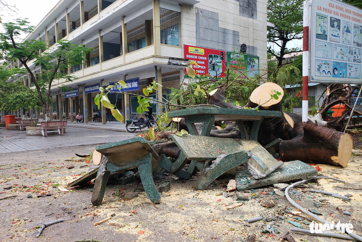 Phượng bật gốc giờ ra chơi, 3 nữ sinh ngồi ghế đá dưới gốc tháo chạy kịp - Ảnh 3.