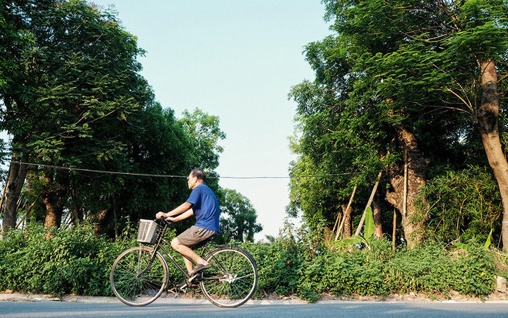 Hơn 100 cây cổ thụ ở Hà Nội bị bứng lên rồi... bỏ rơi