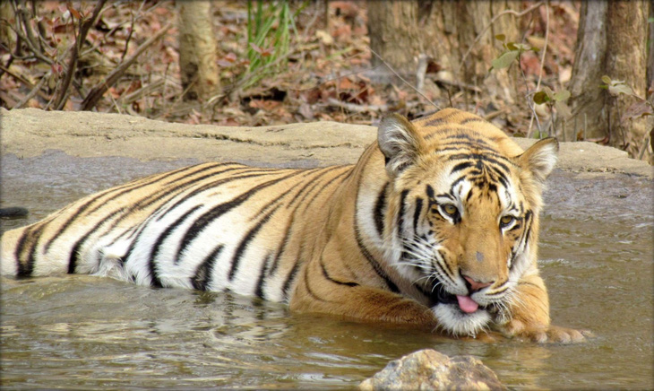 Ấn Độ phạt án chung thân hổ ăn thịt người - Ảnh 1.