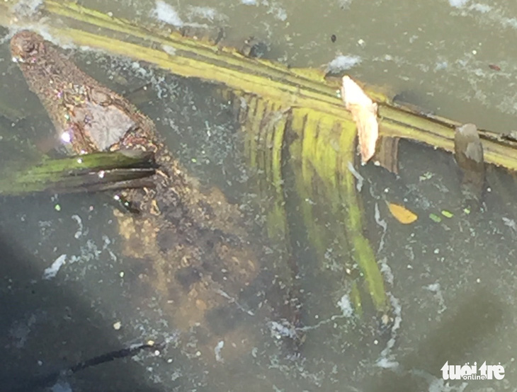 Chú cá sấu nhí 4kg trên đoạn kênh Tẻ ở phường 3, quận 4 đã bị mời vô trại - Ảnh 2.