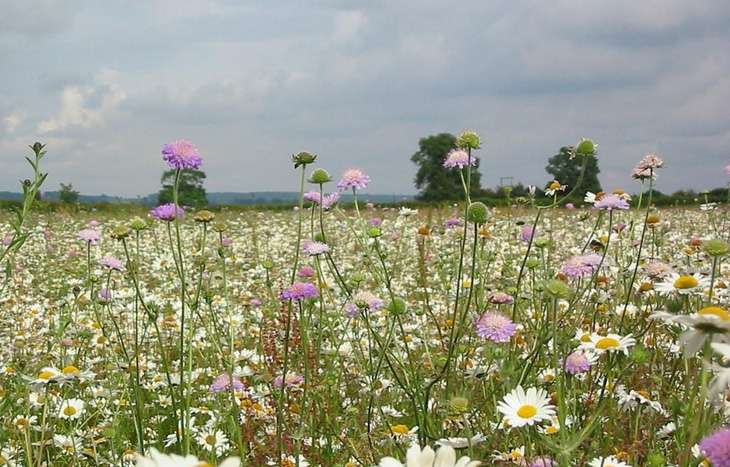 Kế hoạch cao tốc hoa dại giúp bảo vệ loài thụ phấn tại Anh - Ảnh 1.