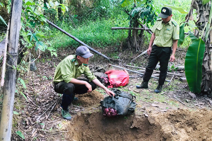 Bò tót 200kg bị lâm tặc hạ sát trong Vườn quốc gia Cát Tiên - Ảnh 2.