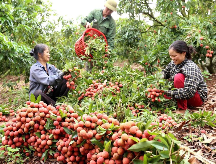 Tập trung đẩy mạnh tín dụng chính sách - Ảnh 1.