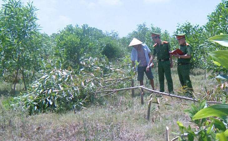 Tạm giữ 3 nghi phạm chặt hơn 700 cây keo vì không được chăn thả bò - Ảnh 1.