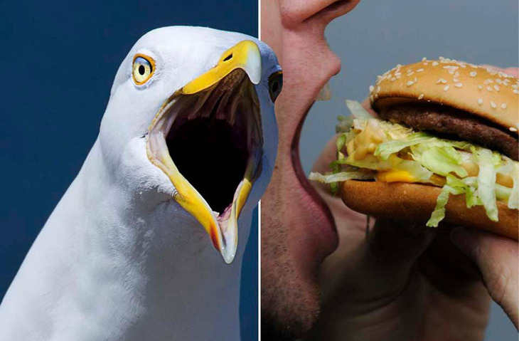 Người đàn ông cắn chim hải âu vì bị cướp bánh McDonald - Ảnh 1.