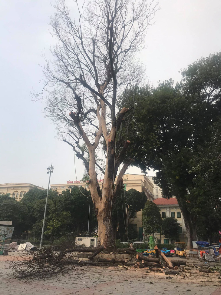 Tiếc nuối nhìn cây cổ thụ ở Cung Thiếu nhi Hà Nội bị chặt bỏ - Ảnh 4.