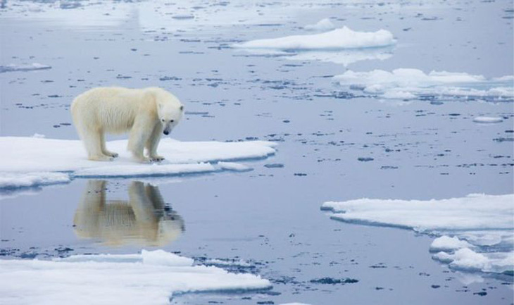 Gấu Bắc Cực sắp biến mất vĩnh viễn khỏi Trái đất - Ảnh 2.